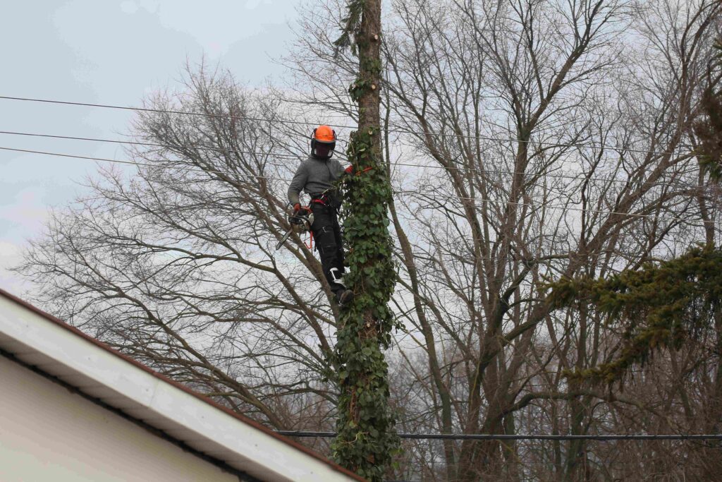 Veszélyes fakivágás alpin technikával. A képen egy alpinista favágó van stihl láncfűrésszel.