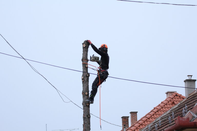 Favágó szakember elektromos vezeték közelében végzett veszélyes fakivágás közben