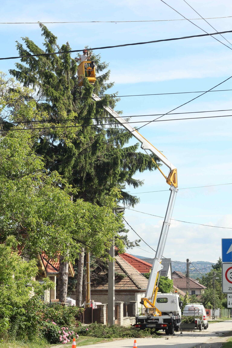 kosaras autóról egy nagy, veszélyes fenyő ledarabolása