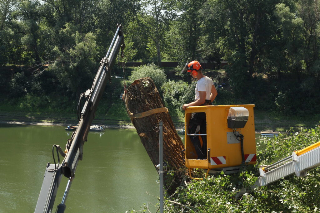 Tisza mellett egy veszélyes fa kivágása